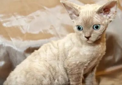 如何培养与卷毛猫的深厚情感纽带缩略图