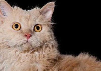 如何正确照顾卷毛猫咪缩略图