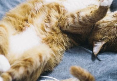 照顾卷毛猫的清洁缩略图