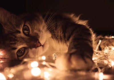 初学者的猫咪饲养手册缩略图