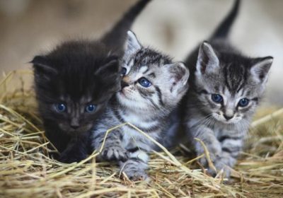 怎样呵护一只愉快的猫咪？缩略图