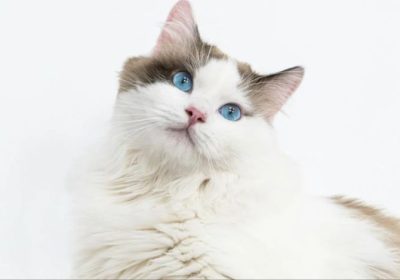 揭秘布偶猫的温顺性情及其养护须知缩略图