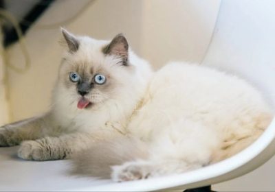 探索布偶猫的起源及其独特品种特性缩略图