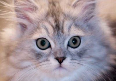 金吉拉猫的饮食须知缩略图