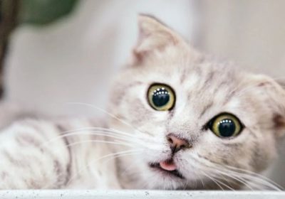 室内活动建议：如何照顾金吉拉猫的需求缩略图