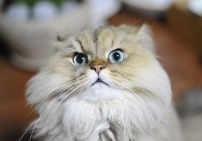 金吉拉猫的普遍健康挑战缩略图