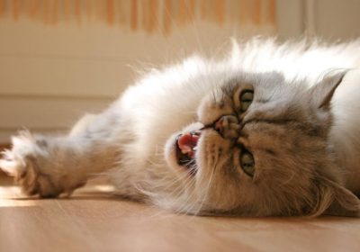 如何创造一个安全的环境以保护金吉拉猫缩略图