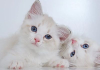 金吉拉猫的互动习惯缩略图