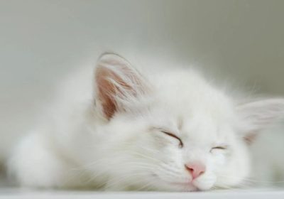 金吉拉猫的理想照护指南缩略图