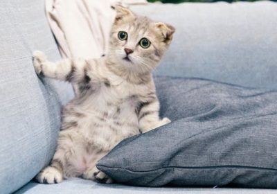 让你的狸花猫融入社交圈子缩略图