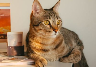 狸花猫的生活习性缩略图