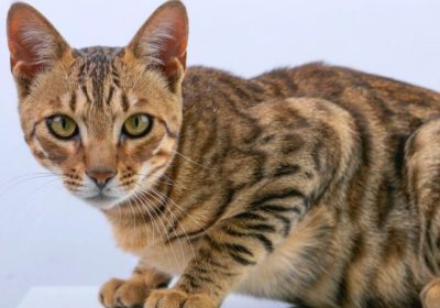 最佳护理方法：狸花猫的健康照顾缩略图