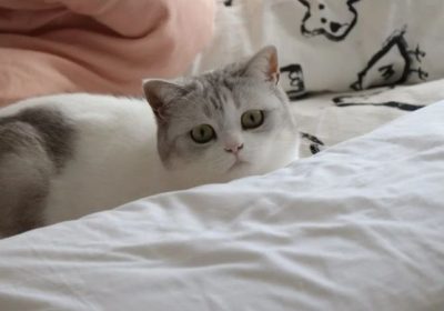 如何调教美国短毛猫缩略图