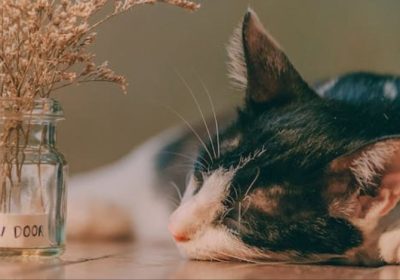 三花猫的日常消遣缩略图