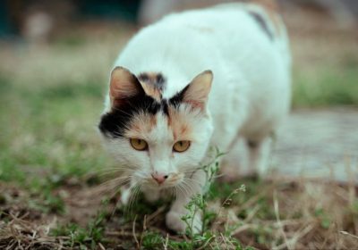 三花猫的交友互动缩略图