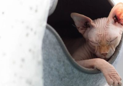 无毛猫在无毛状态下暴露于阳光下是否会受到晒伤？缩略图