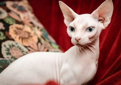 毛发缺失的猫种：无毛猫为何秃顶？缩略图