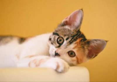 三花猫的趣味习性与偏好缩略图