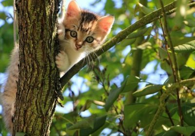 照顾日常三花猫的诀窍缩略图
