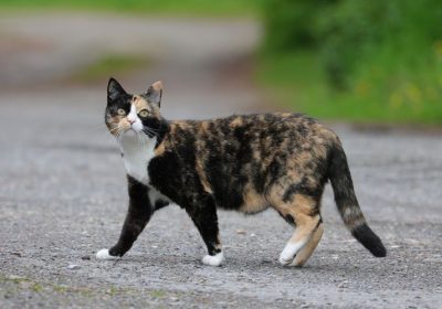 你注意到了三花猫的五个特征了吗？缩略图