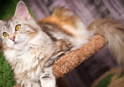确保缅因猫获得足够的运动与娱乐以维持其快乐与活力缩略图