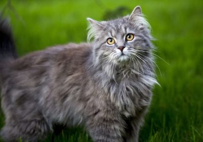 制定缅因猫的日常照顾指南：确保其健康快乐缩略图