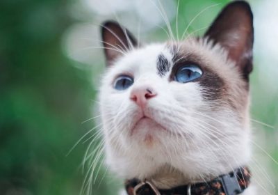 伯曼猫的平和性情与环境适应能力缩略图