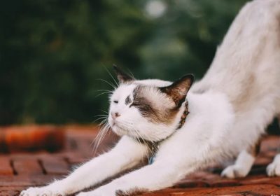 伯曼猫：家庭生活的理想伴侣缩略图