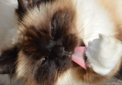 揭秘伯曼猫性格及喜好的奥秘缩略图