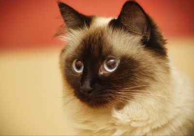 了解伯曼猫的七大特征，你都知道哪些？缩略图
