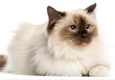 伯曼猫般丝滑触感的宠物抱枕缩略图