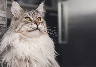缅因猫的保健指南：维护其俊美的外观与理想的体质缩略图