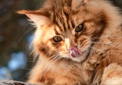 缅甸猫肤质的缅因猫皮肤保养秘诀！缩略图