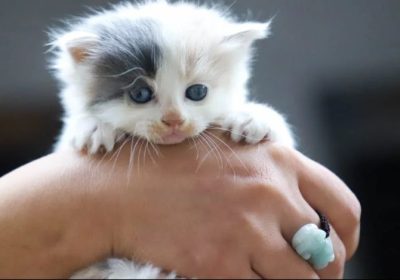 三花猫色彩斑斓之非凡魅力缩略图