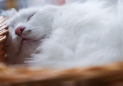 如何照料布偶猫的日常生活缩略图
