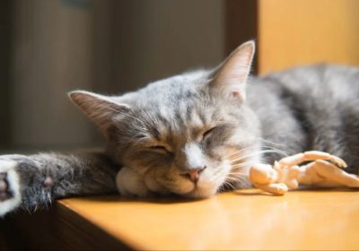 揭秘蓝猫的温顺与聪慧缩略图