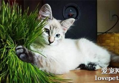 为何为猫咪栽种猫草？缩略图