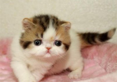 家猫乱排尿的常见原因分析缩略图