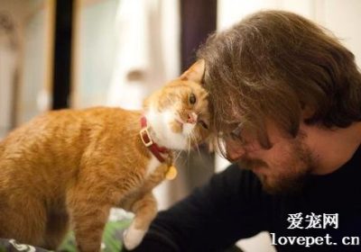 如何平抚猫咪的应激反应？缩略图