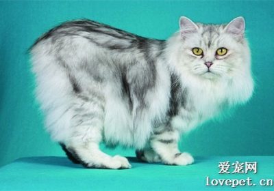 为何猫咪会散发难闻的口臭？缩略图