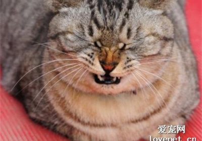 什么原因导致猫咪打喷嚏？缩略图