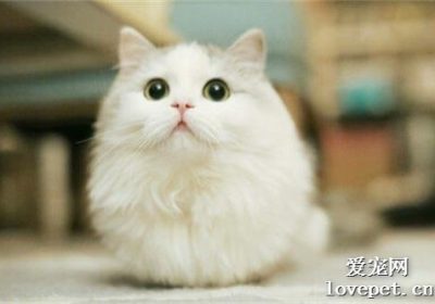 布偶猫特点简明指南缩略图