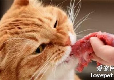 给猫咪和狗狗喂食生肉可行吗？缩略图