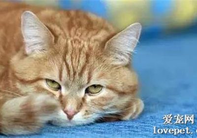 猫咪突然拒食，警惕脂肪肝可能缩略图