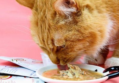 为何喂食湿猫粮后猫咪仍出现尿结石问题？缩略图