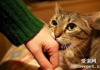 猫咪常见行为问题一网打尽：咬人、乱食、挑食全攻略缩略图