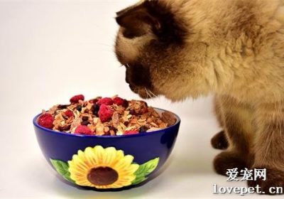 益生菌对猫咪健康的重要性及适宜补充条件分析缩略图