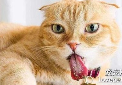 猫咪使用化毛膏的健康影响探究缩略图