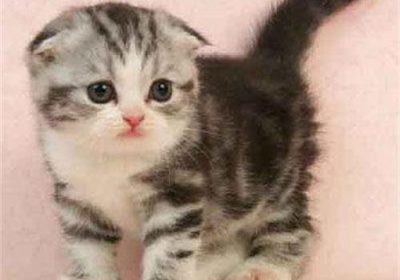 折耳猫的利弊何在？缩略图