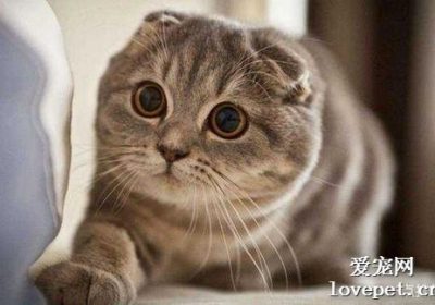 折耳猫的交配过程是怎样的？缩略图